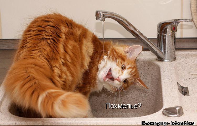 Похмелье?... Котоматрица: Похмелье?