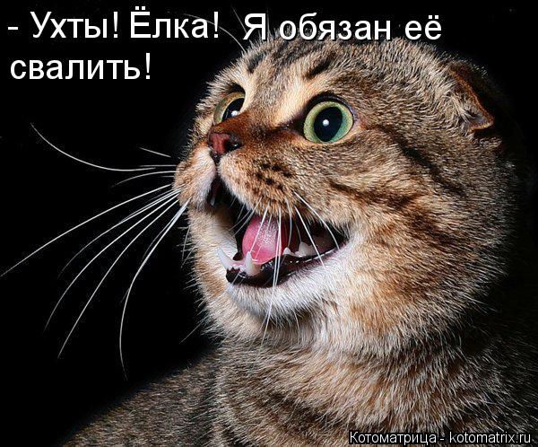 Котоматрица: - Ухты! Ёлка! Я обязан её свалить!