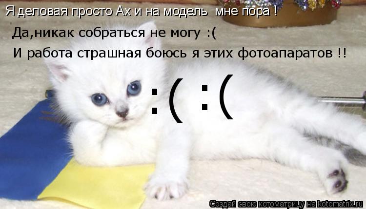Котоматрица: Я деловая просто Ах и на модель  мне пора ! Да,никак собраться не могу :( И работа страшная боюсь я этих фотоапаратов !! :( :(