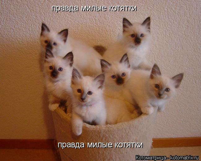 правда милые котятки правда милые котятки... Котоматрица: правда милые котятки правда милые котятки