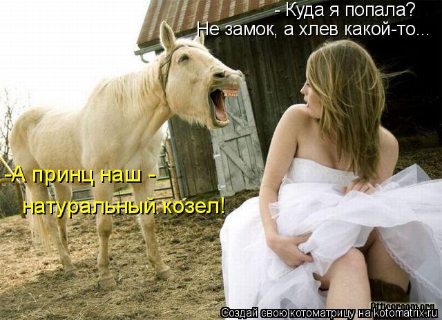 - Куда я попала? Не замок, а хлев какой-то... -А принц наш - натуральный козел!... Котоматрица: - Куда я попала? Не замок, а хлев какой-то... -А принц наш - натуральный козел!