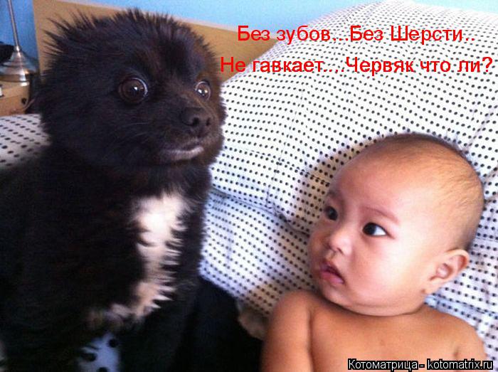 Без зубов...Без Шерсти.. Не гавкает....Червяк что ли? Не гавкает....Червяк что ли?... Котоматрица: Без зубов...Без Шерсти.. Не гавкает....Червяк что ли? Не гавкает....Червяк что ли?