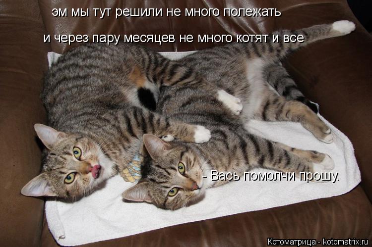 Котоматрица: эм мы тут решили не много полежать и через пару месяцев не много котят и все - Вась помолчи прошу.