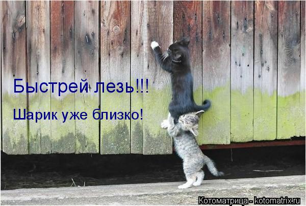 Быстрей лезь!!! Шарик уже близко!... Котоматрица: Быстрей лезь!!! Шарик уже близко!