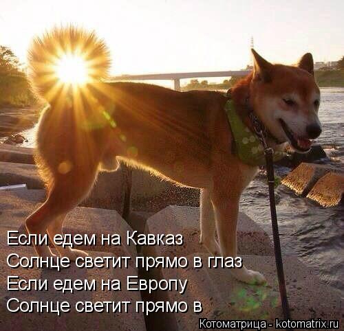 Солнце светит прямо в глаз Если едем на Кавказ Если едем на Европу Солнце светит прямо в... Котоматрица: Солнце светит прямо в глаз Если едем на Кавказ Если едем на Европу Солнце светит прямо в