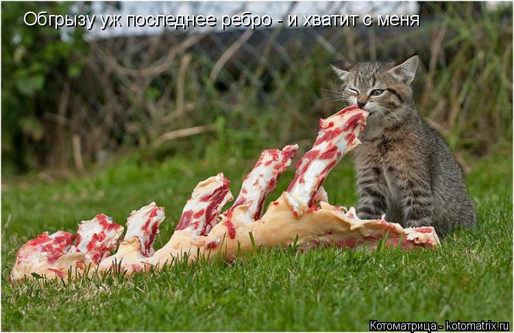 Обгрызу уж последнее ребро - и хватит с меня... Котоматрица: Обгрызу уж последнее ребро - и хватит с меня