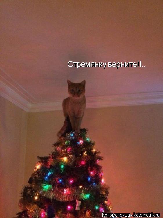 Стремянку верните!!..... Котоматрица: Стремянку верните!!..