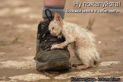 Ну пожалуйста! Возьми меня к себе жить.... Котоматрица: Ну пожалуйста! Возьми меня к себе жить.