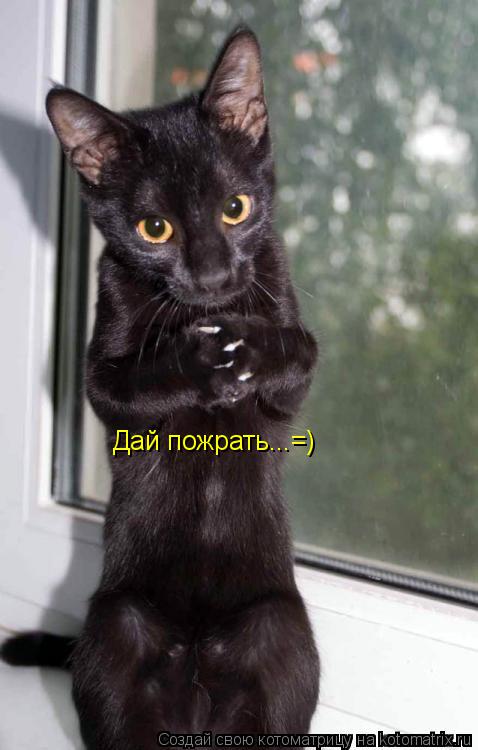 Котоматрица: Дай пожрать...=)