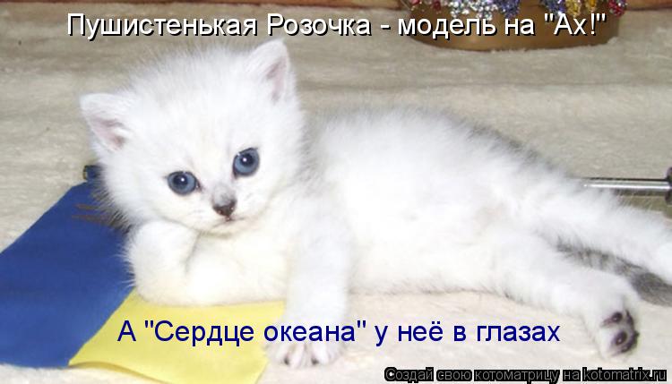 Пушистенькая Розочка - модель на "Ах!" А "Сердце океана" у неё в глазах... Котоматрица: Пушистенькая Розочка - модель на "Ах!" А "Сердце океана" у неё в глазах