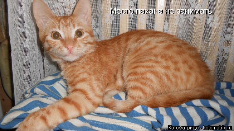 Место пахана не занимать... Котоматрица: Место пахана не занимать