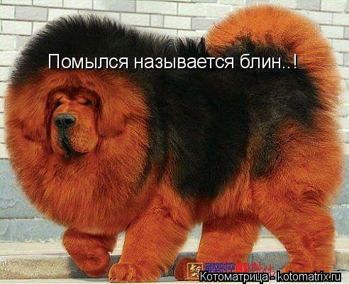 Котоматрица: Помылся называется блин..!
