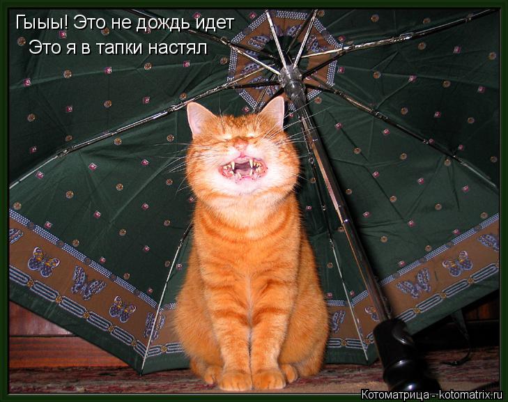 Гыыы! Это не дождь идет Это я в тапки настял... Котоматрица: Гыыы! Это не дождь идет Это я в тапки настял