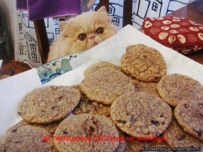 Котоматрица: эй лепешечка поближе не можешь!