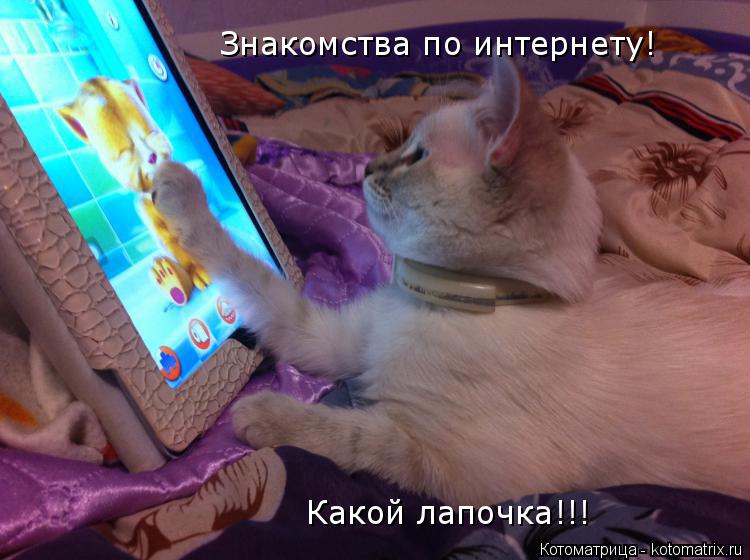 Знакомства по интернету! Какой лапочка!!!... Котоматрица: Знакомства по интернету! Какой лапочка!!!