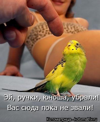 Эй, ручки, юноша, убрали! Вас сюда пока не звали!... Котоматрица: Эй, ручки, юноша, убрали! Вас сюда пока не звали!