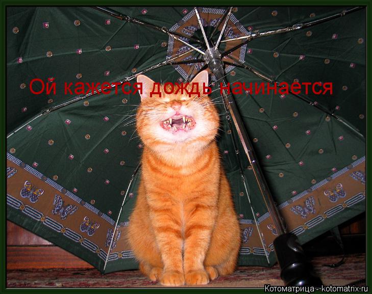Ой кажется дождь начинается... Котоматрица: Ой кажется дождь начинается