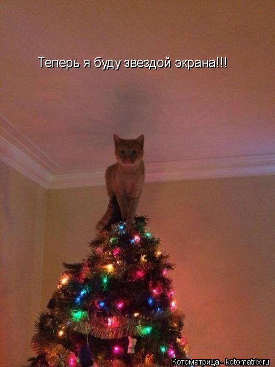 Теперь я буду звездой экрана!!!... Котоматрица: Теперь я буду звездой экрана!!!
