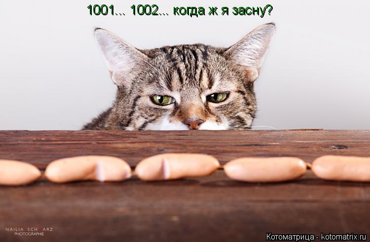 1001... 1002... когда ж я засну?... Котоматрица: 1001... 1002... когда ж я засну?