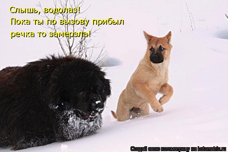 Слышь, водолаз! Пока ты по вызову прибыл речка то замерзла!... Котоматрица: Слышь, водолаз! Пока ты по вызову прибыл речка то замерзла!