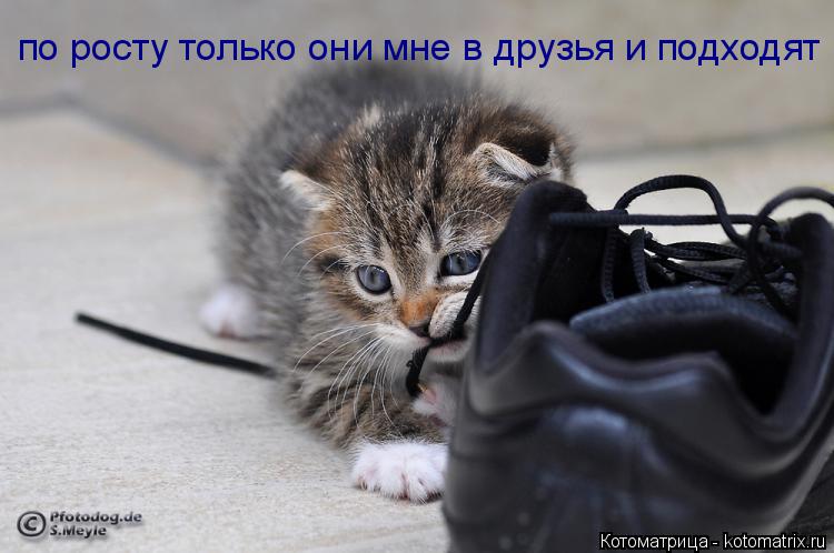 по росту только они мне в друзья и подходят... Котоматрица: по росту только они мне в друзья и подходят