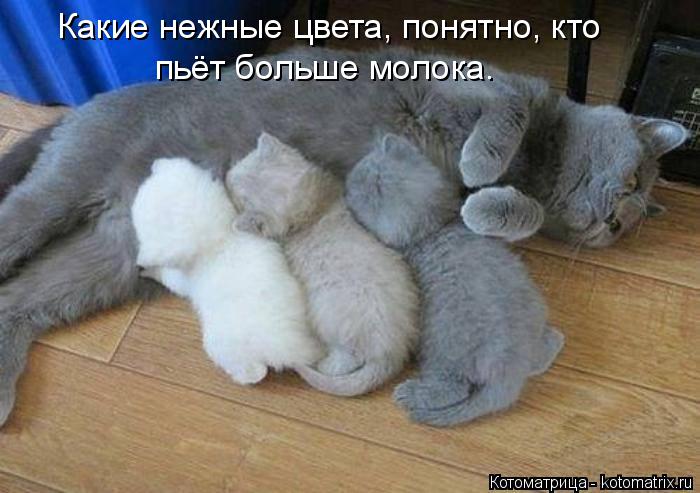 Какие нежные цвета, понятно, кто пьёт больше молока.... Котоматрица: Какие нежные цвета, понятно, кто пьёт больше молока.