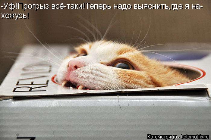 -Уф!Прогрыз всё-таки!Теперь надо выяснить,где я на- хожусь!... Котоматрица: -Уф!Прогрыз всё-таки!Теперь надо выяснить,где я на- хожусь!