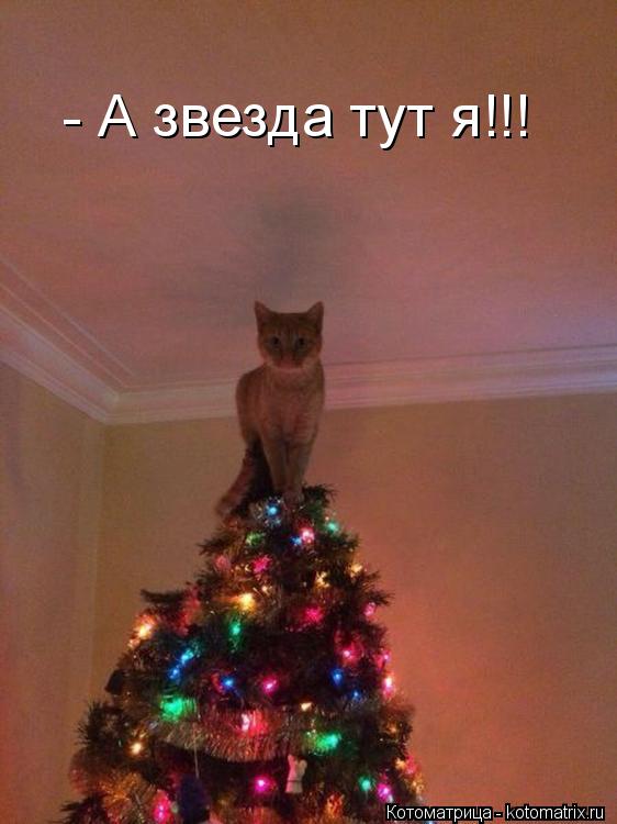 - А звезда тут я!!!... Котоматрица: - А звезда тут я!!!