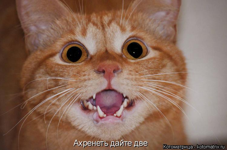 Ахренеть дайте две... Котоматрица: Ахренеть дайте две