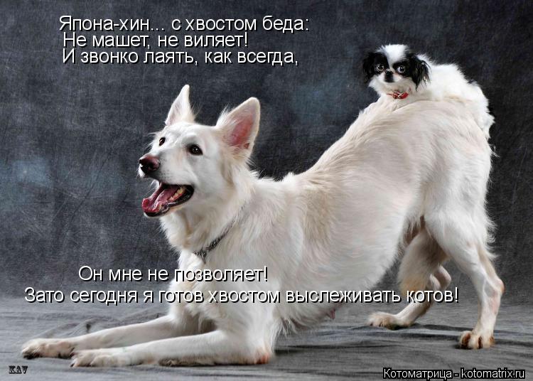 Япона-хин... с хвостом беда: Не машет, не виляет! И звонко лаять, как всегда, Он мне не позволяет! За... Котоматрица: Япона-хин... с хвостом беда: Не машет, не виляет! И звонко лаять, как всегда, Он мне не позволяет! Зато сегодня я готов хвостом выслеживать кото