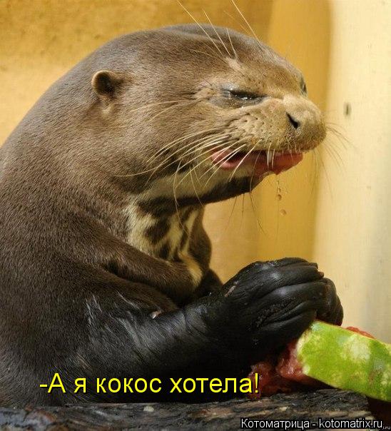 -А я кокос хотела!... Котоматрица: -А я кокос хотела!