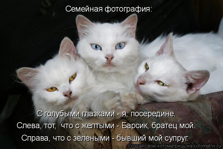 Семейная фотография: С голубыми глазками - я, посередине. Справа, что с зелеными - бывший мой супруг.... Котоматрица: Семейная фотография: С голубыми глазками - я, посередине. Справа, что с зелеными - бывший мой супруг. Слева, тот, что с желтыми - Барсик, братец
