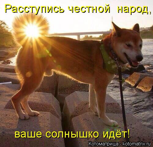 Расступись честной народ, ваше солнышко идёт!... Котоматрица: Расступись честной народ, ваше солнышко идёт!
