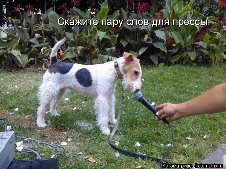 Котоматрица: Скажите пару слов для прессы.
