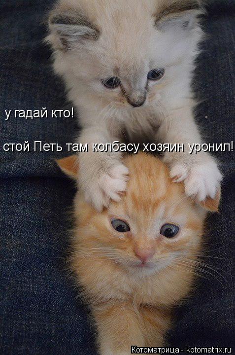 у гадай кто! стой Петь там колбасу хозяин уронил!... Котоматрица: у гадай кто! стой Петь там колбасу хозяин уронил!