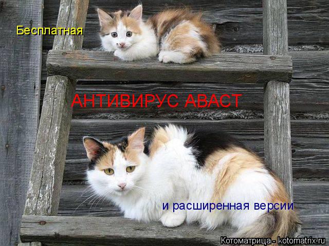 АНТИВИРУС АВАСТ Бесплатная и расширенная версии... Котоматрица: АНТИВИРУС АВАСТ Бесплатная и расширенная версии