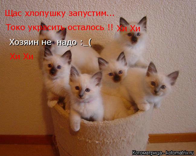 Котоматрица: Щас хлопушку запустим... Токо украсить осталось !!  Хозяин не  надо :_( Хи Хи Хи Хи