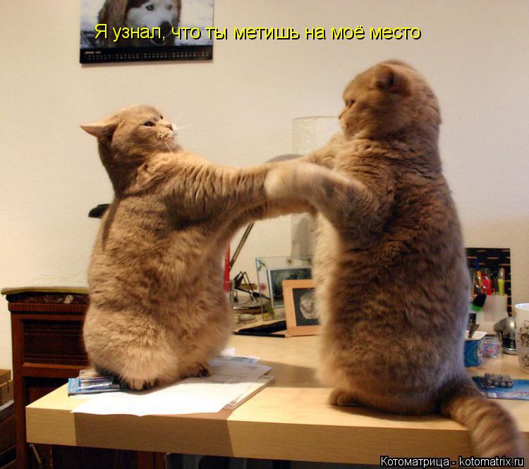 Я узнал, что ты метишь на моё место... Котоматрица: Я узнал, что ты метишь на моё место