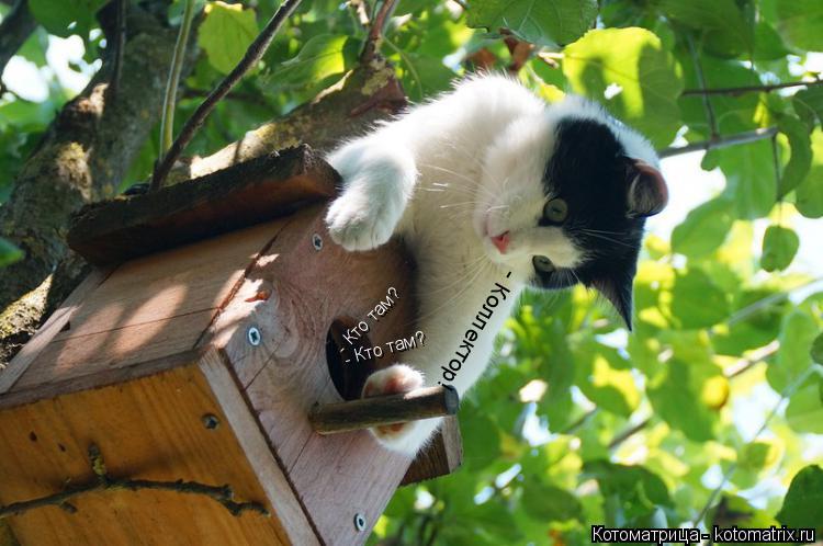 - Кто там? - Кто там? - Коллектор!... Котоматрица: - Кто там? - Кто там? - Коллектор!