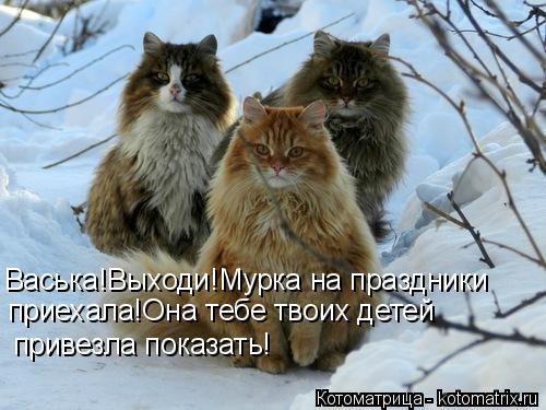 приехала!Она тебе твоих детей привезла показать! Васька!Выходи!Мурка на праздники... Котоматрица: приехала!Она тебе твоих детей привезла показать! Васька!Выходи!Мурка на праздники