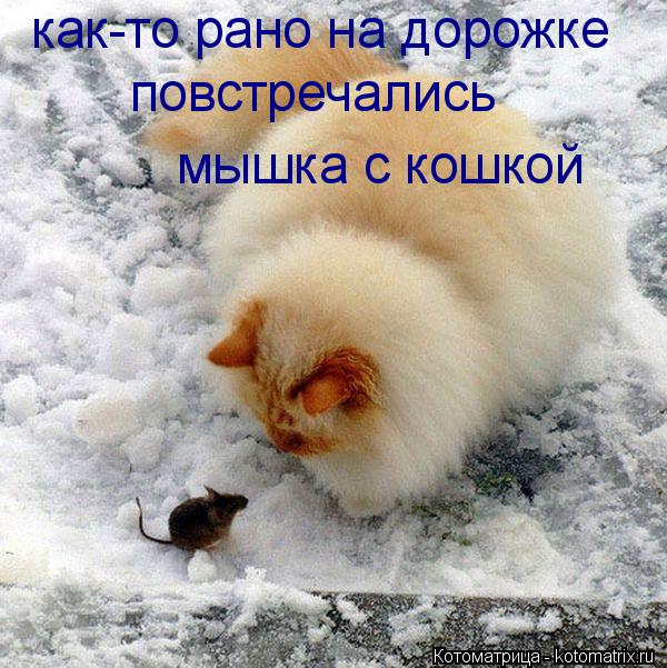 как-то рано на дорожке повстречались мышка с кошкой... Котоматрица: как-то рано на дорожке повстречались мышка с кошкой