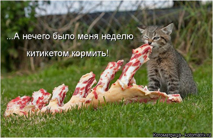 ...А нечего было меня неделю китикетом кормить!... Котоматрица: ...А нечего было меня неделю китикетом кормить!