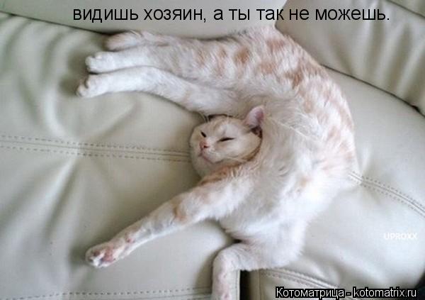 видишь хозяин, а ты так не можешь.... Котоматрица: видишь хозяин, а ты так не можешь.