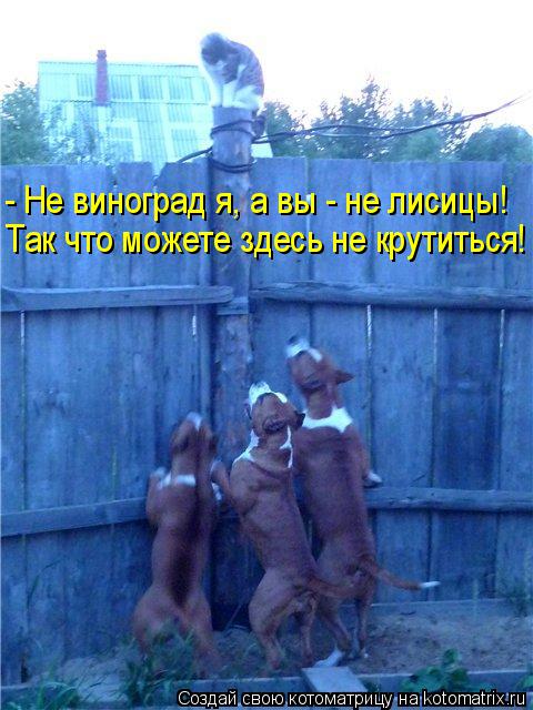- Не виноград я, а вы - не лисицы! Так что можете здесь не крутиться!... Котоматрица: - Не виноград я, а вы - не лисицы! Так что можете здесь не крутиться!