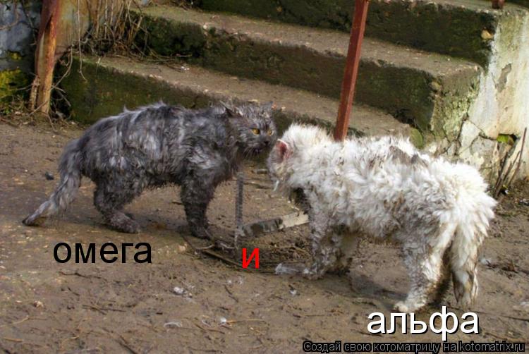альфа и омега... Котоматрица: альфа и омега