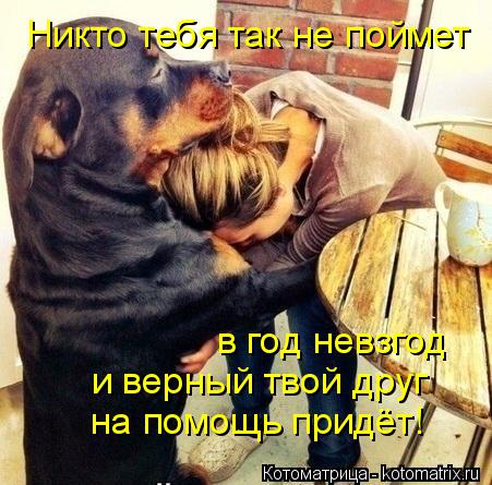 Никто тебя так не поймет в год невзгод и верный твой друг на помощь придёт!... Котоматрица: Никто тебя так не поймет в год невзгод и верный твой друг на помощь придёт!