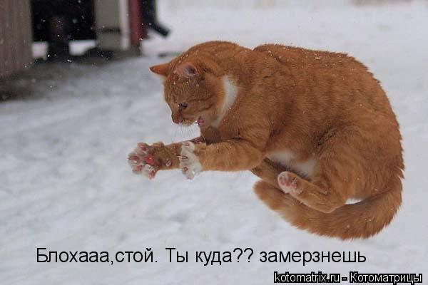 Блохааа,стой. Ты куда?? замерзнешь... Котоматрица: Блохааа,стой. Ты куда?? замерзнешь