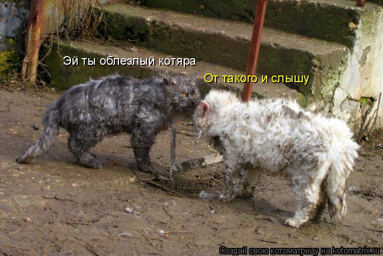 Эй ты облезлый котяра От такого и слышу... Котоматрица: Эй ты облезлый котяра От такого и слышу