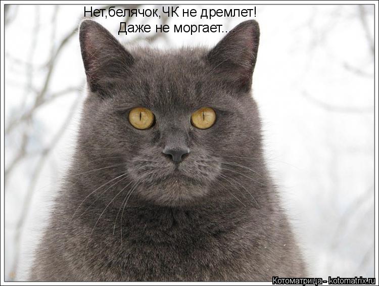 Нет,белячок,ЧК не дремлет! Даже не моргает....... Котоматрица: Нет,белячок,ЧК не дремлет! Даже не моргает....