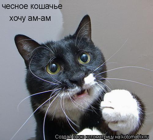чесное кошачье хочу ам-ам... Котоматрица: чесное кошачье хочу ам-ам